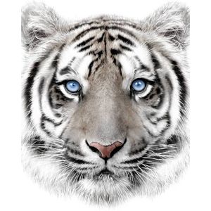 Jerry Fabrics Deka mikroflanel s digitálním tiskem 120x150 - Bílý tygr